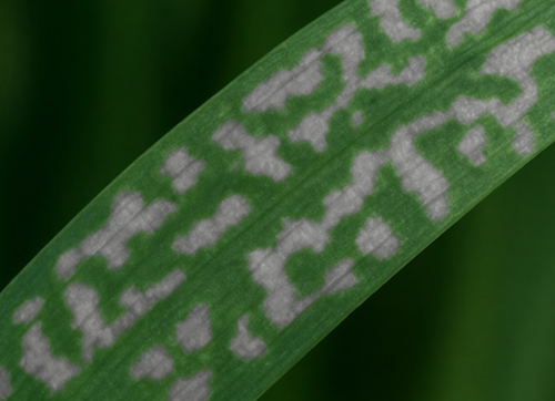 мозаика лука