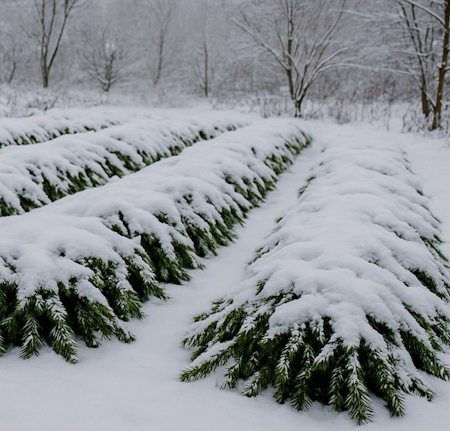 укрытие клубники лапником