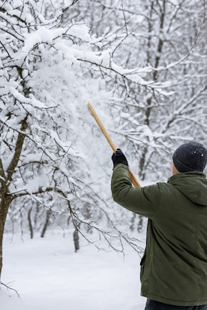 стряхивание снега с веток зимой