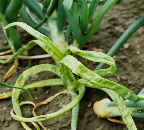 жёлтая карликовость лука