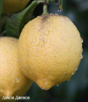 лимон дженоа