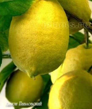 павловский лимон