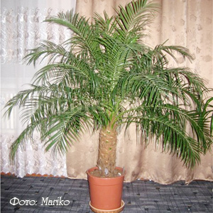 Условия для выращивания финиковой пальмы