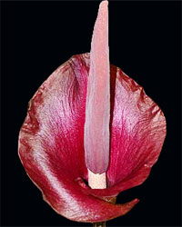 аморфофаллус цветок