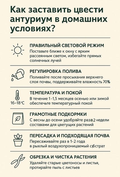 как заставить антуриум зацвести