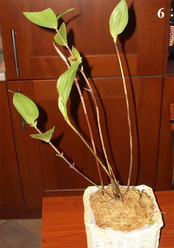 пересадка орхидей
