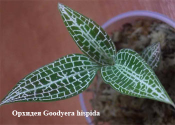 Орхидея Goodyera hispida
