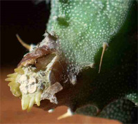 Болезни кактусов