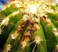болезни кактусов