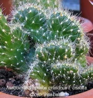http://iplants.ru/images/cactus-austrocylindropuntia.jpg