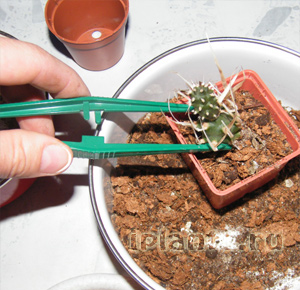 http://iplants.ru/images/cactus-planting4.jpg