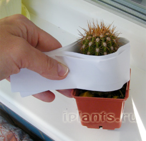 http://iplants.ru/images/cactus-planting5.jpg