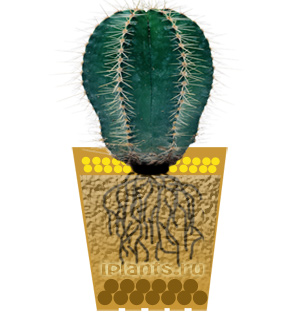 http://iplants.ru/images/cactus-planting7.jpg