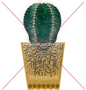 http://iplants.ru/images/cactus-planting8.jpg
