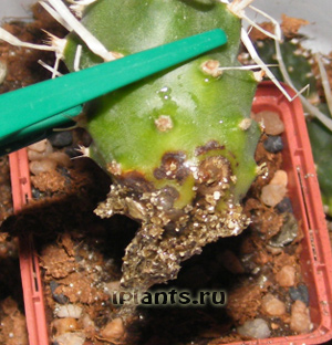 http://iplants.ru/images/cactus-planting9.jpg