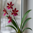 Цветение камбрии зимой