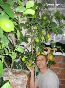 лимон на балконе