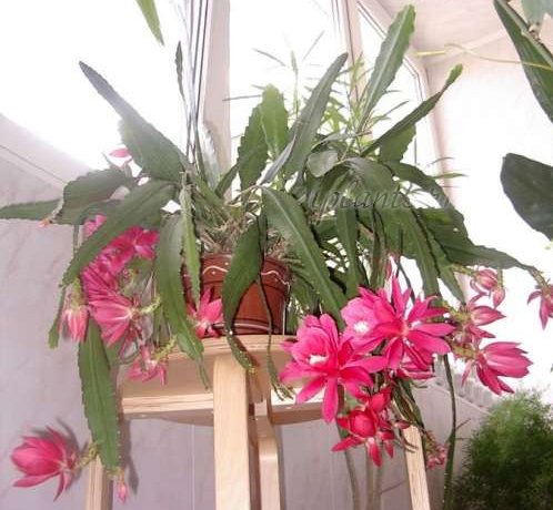 Эпифиллум фото и уход в домашних условиях | Flowery-Blog