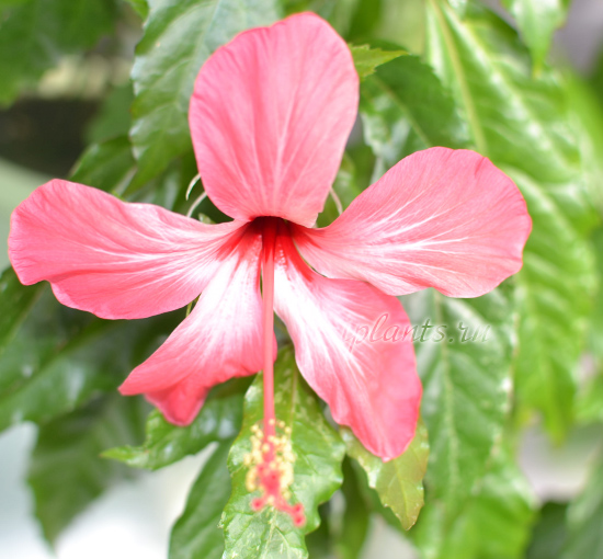Гибискус (китайская роза) Hibiscus - уход в домашних условиях: полив, подкормки, секреты выращивания, размножение, фото гибискусов