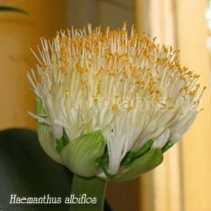 гемантус белоцветковый - цветок
