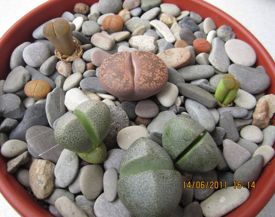 Литопсы Lithops (живые камни) - уход, цветение, размножение, пересадка