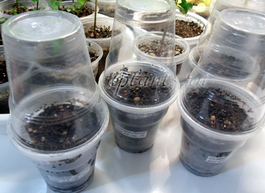муррайя выращивание из семян