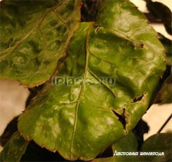 листовая нематода