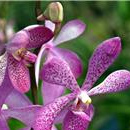 орхидеи уход