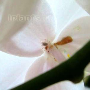 орхидея червецы