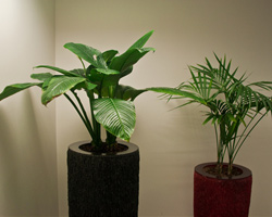 Растения в офисе