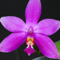 фаленопсис фиолетовый