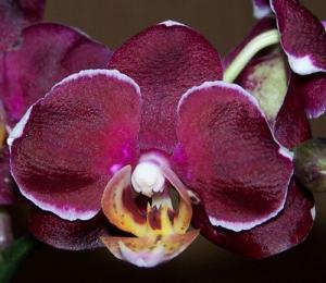 фаленопсис черная орхидея