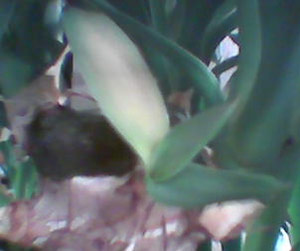 question yucca1