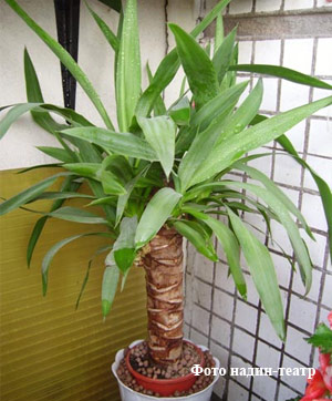 question yucca3