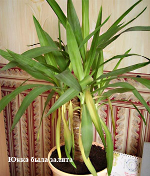 question yucca4