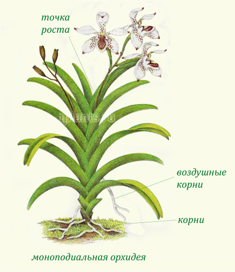 Виды Орхидей С Фото