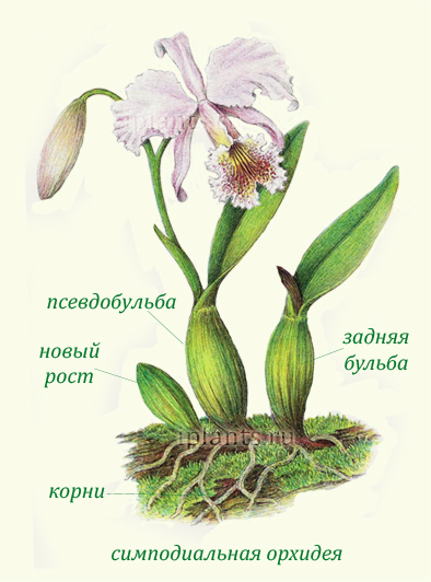 Орхидеи Orchidaceae - классификация, описание, особенности выращивания и  ухода в домашних условиях