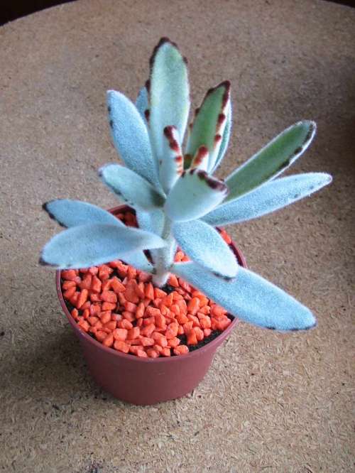 kalanchoe tomentosa cv. "Super Fuzzy"