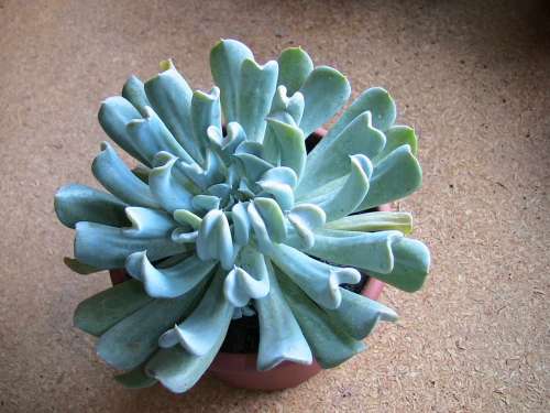 echeveria runyonii Rose ex Walther