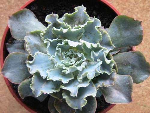 echeveria subrigida Rose