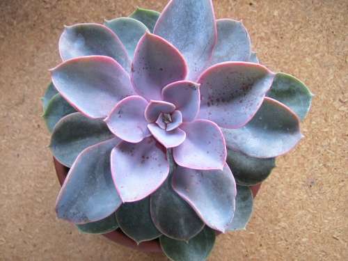 eecheveria cv  Perle von Nurnberg"