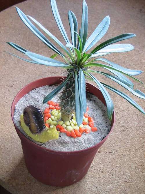 pachypodium Lamerey