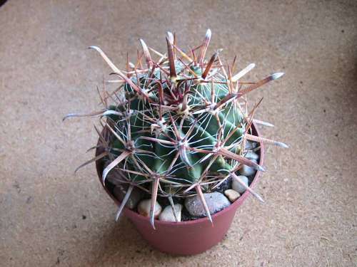 ferocactus latispinus