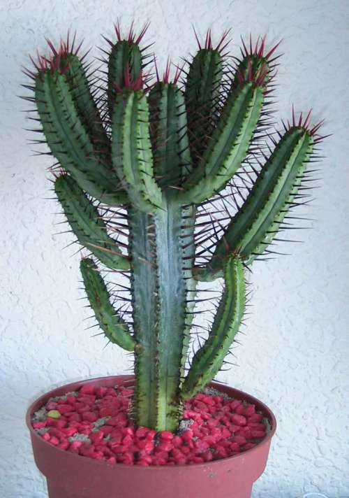 Euphorbia enopla