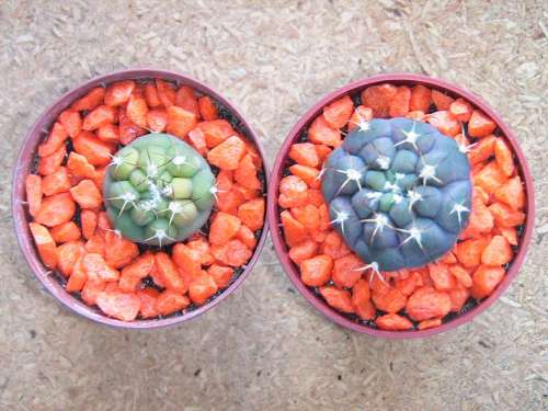 gymnocalycium