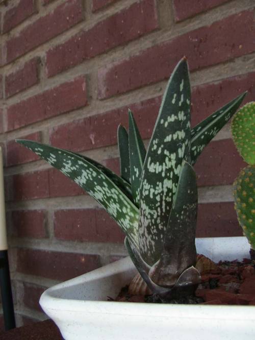 алое  пестрое Aloe variegata