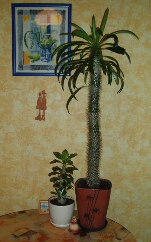 Pachypodium saundersii &Pachipodium_lame