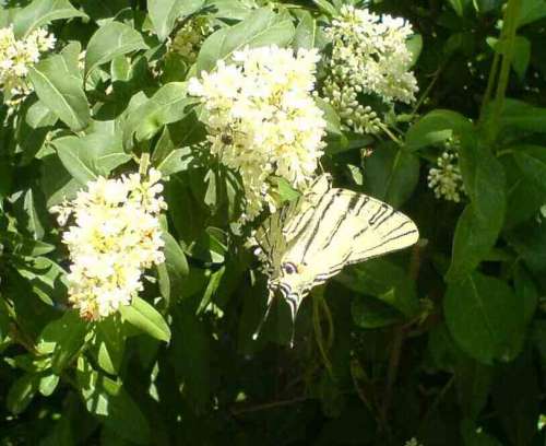 Подалирий - бабочка на цветке