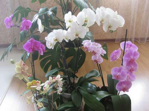 орхидеи-фаленопсисы