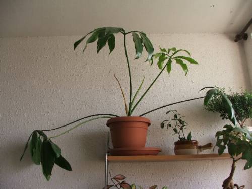 Philodendron goeldii (бывший Нашкафный З